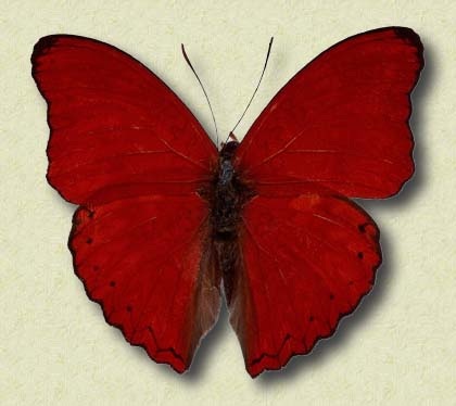farfalla yamamay